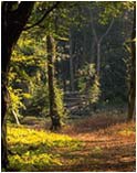 Woodland Picture